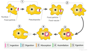 NCERT Solution For Class 9 Science Chapter 5