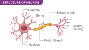 NCERT Solution For Class 9 Science Chapter 6