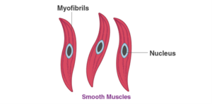 NCERT Solution For Class 9 Science Chapter 6