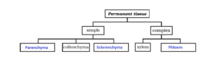 NCERT Solution For Class 9 Science Chapter 6