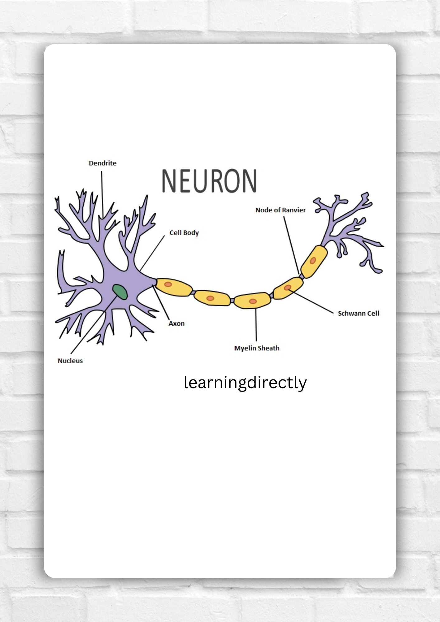 You are currently viewing Best NCERT Solutions for Class 10 Science Chapter 6 Control And Coordination