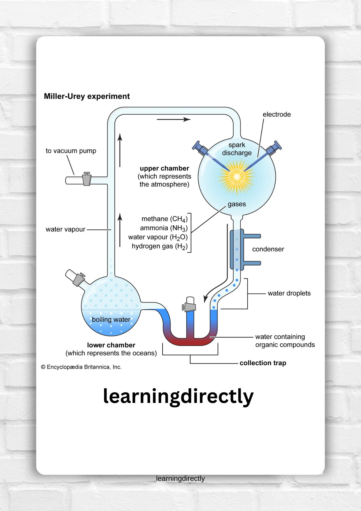 You are currently viewing Best NCERT Solutions for Class 10 Science Chapter 8 Heredity and Evolution